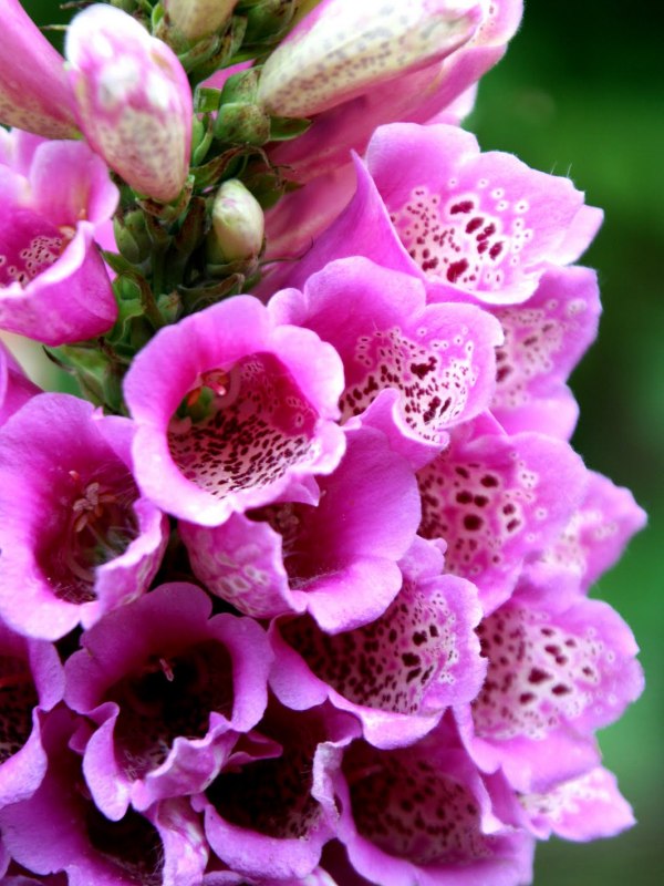 Funky Long Green Earrings